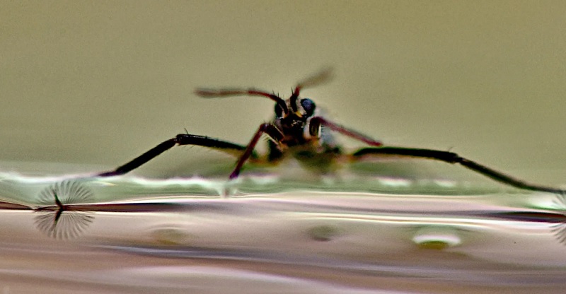Rhagovelia water striders