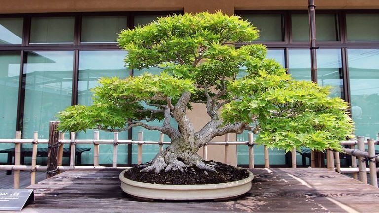 Bonsai techniques
